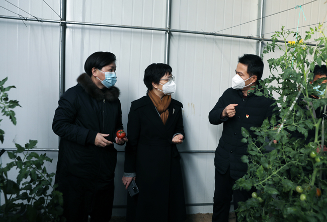 王丽娟一行走进温室大棚，了解集体经济发展情况。.jpg